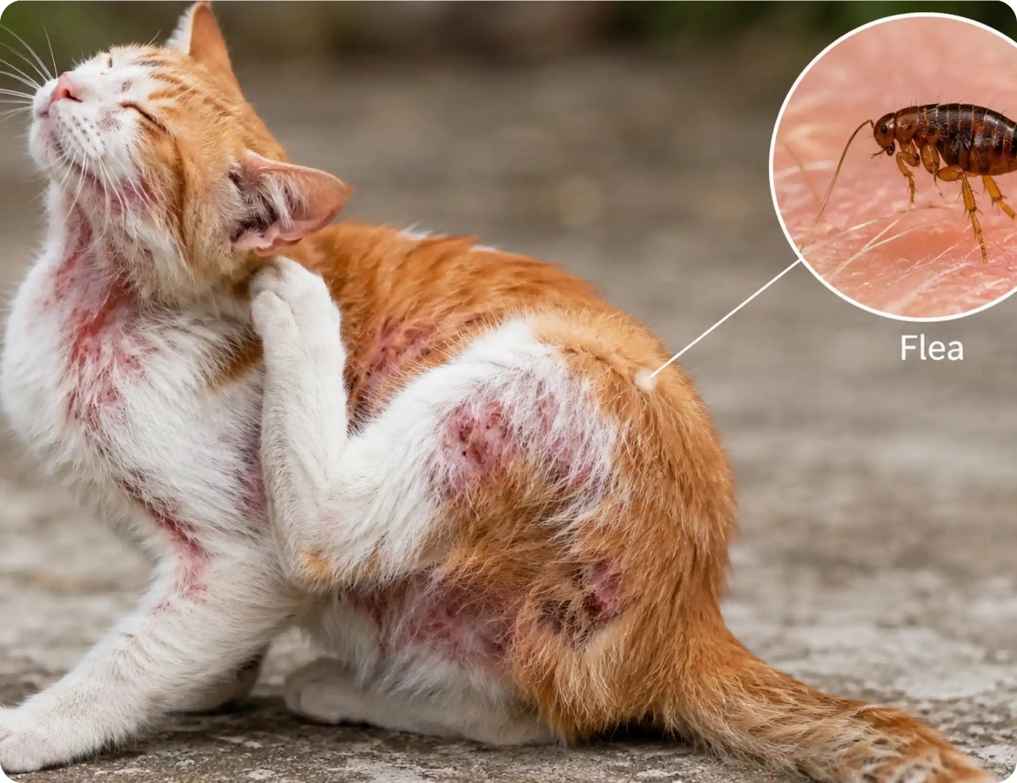 Flea Allergies